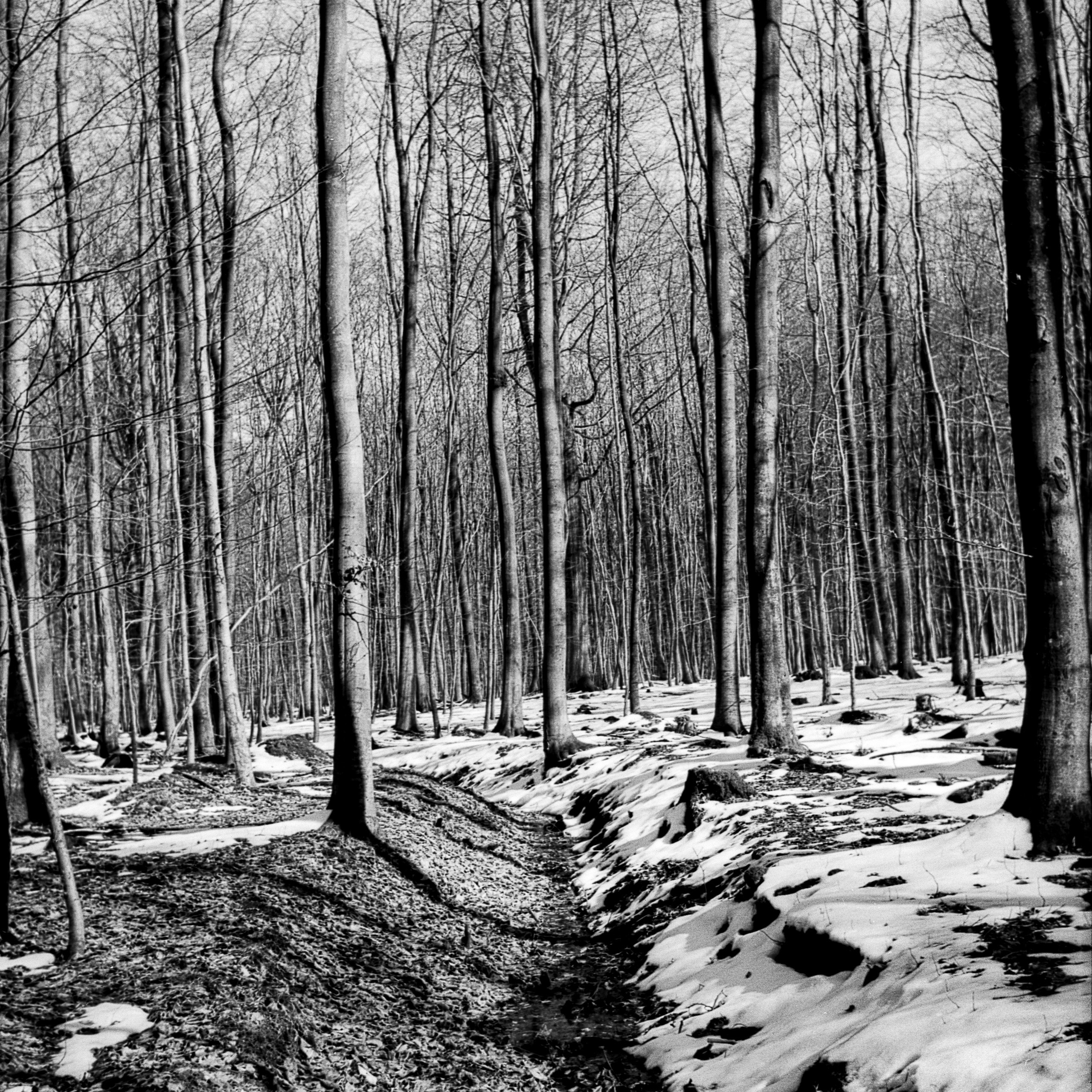 Buchenstämme im Schnee